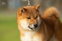 Shiba Farm